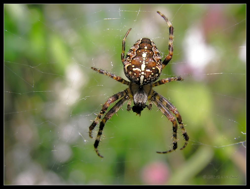 Gartenkreuzspinne - Araneus diadematus