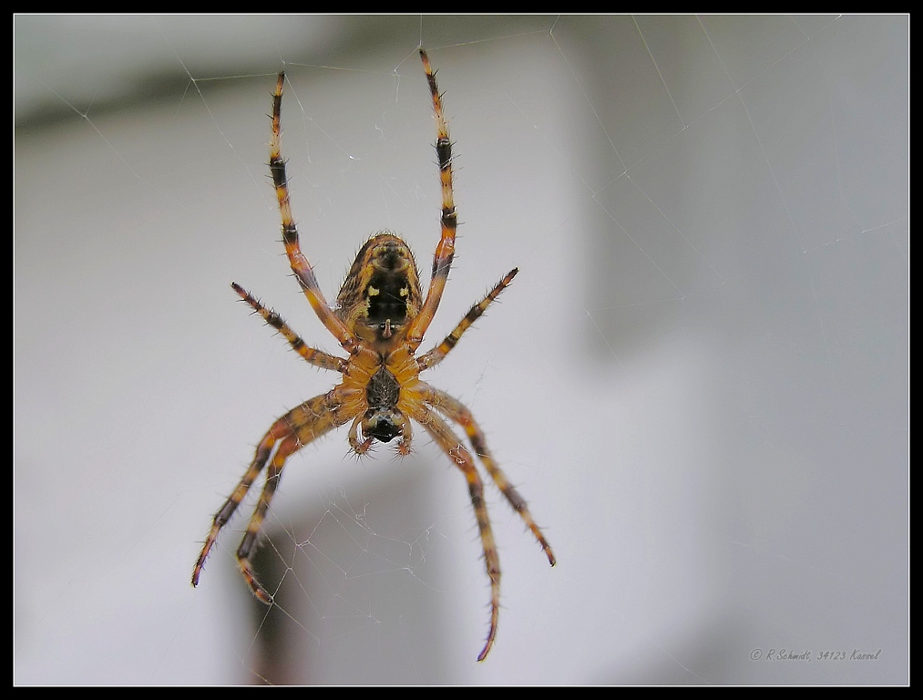 Gartenkreuzspinne - Araneus diadematus - von unten