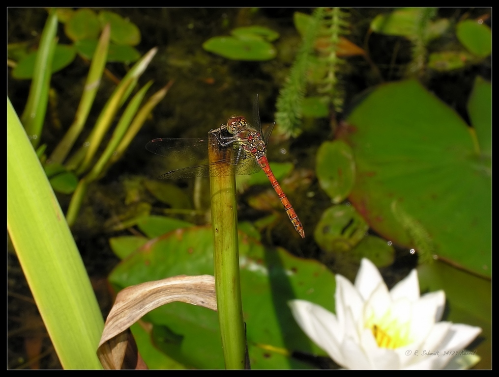 Gemeine Heidelibelle - Männchen - Sympetrum vulgatum IV