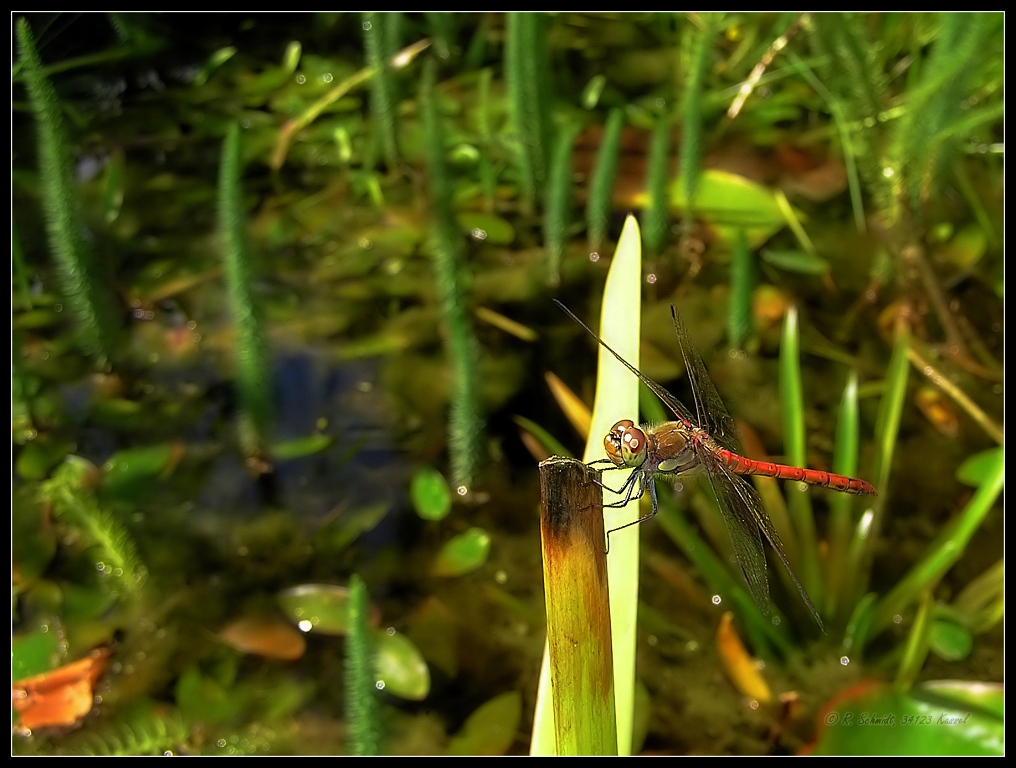 Gemeine Heidelibelle - Männchen - Sympetrum vulgatum V