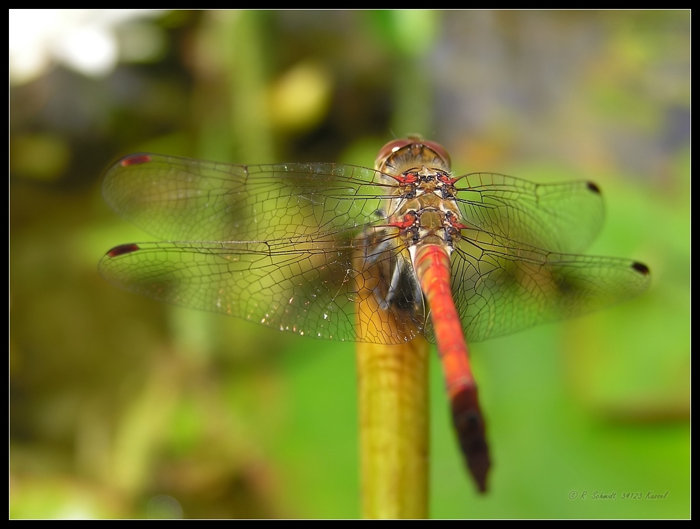 Gemeine Heidelibelle - Männchen - Sympetrum vulgatum VII