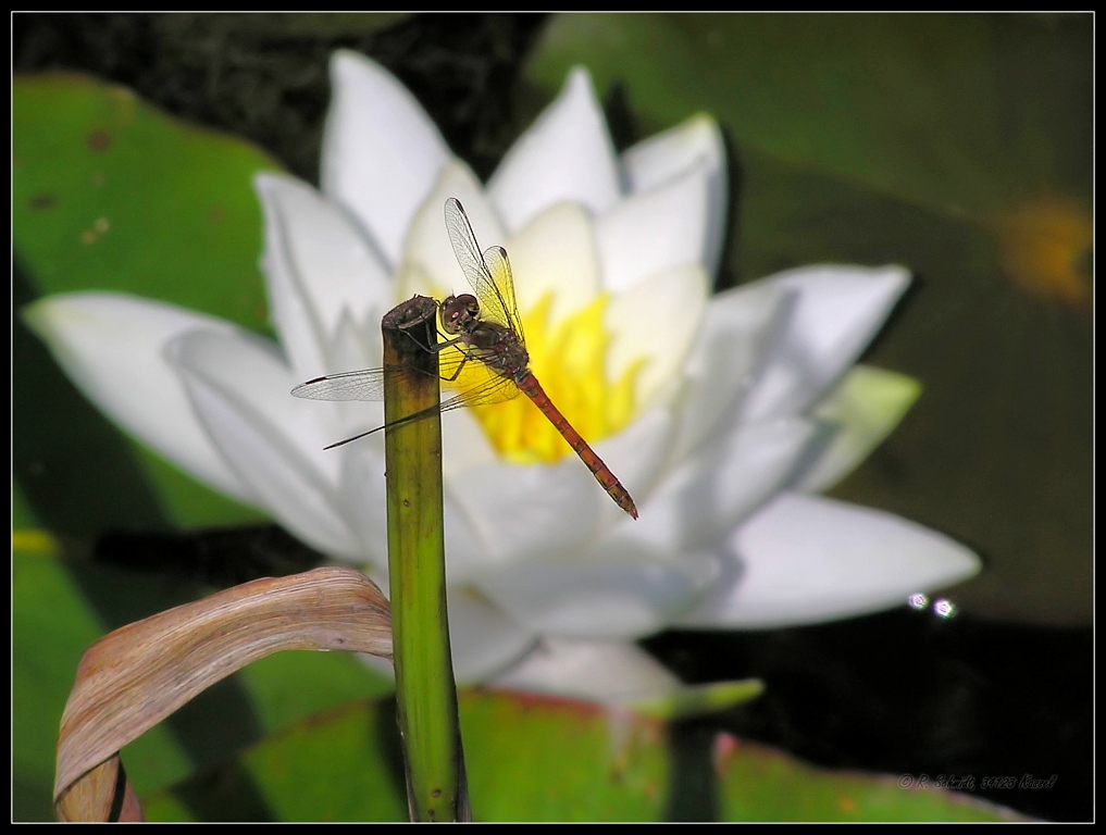 Gemeine Heidelibelle - Männchen - Sympetrum vulgatum II