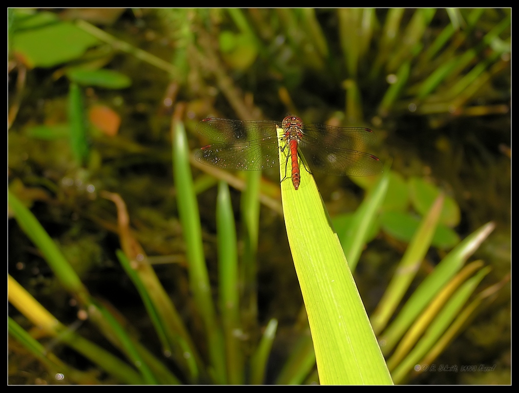 Gemeine Heidelibelle Männchen - Sympetrum vulgatum III