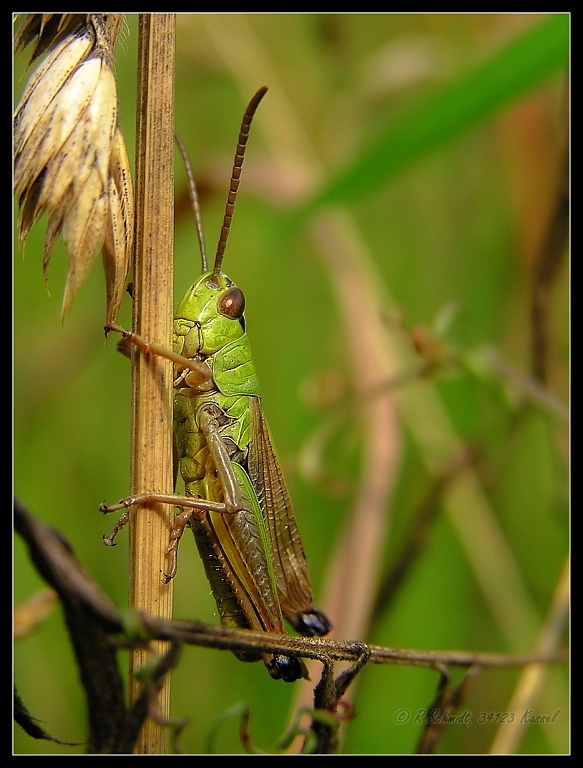 Gemeiner Grashuepfer - Chorthippus parallelus