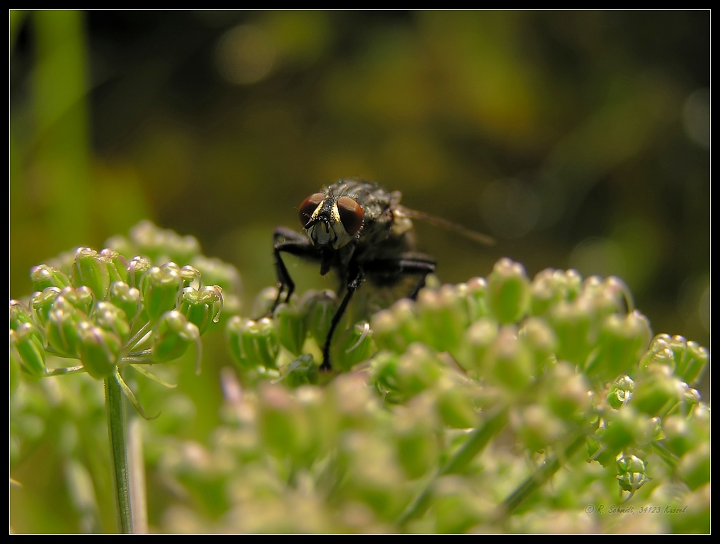 Graue Fleischfliege - Sarcophaga carnaria