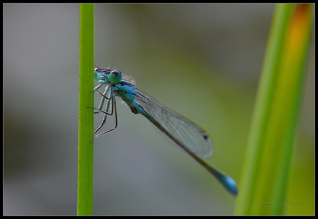 Grosse Pechlibelle II
