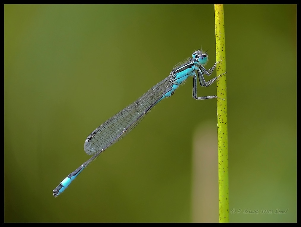 Grosse Pechlibelle III