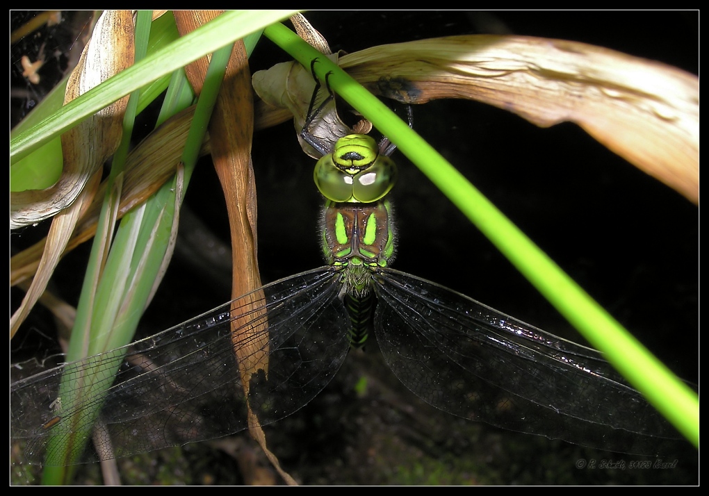 Gruene Mosaikjungfer - Aeshna viridis I