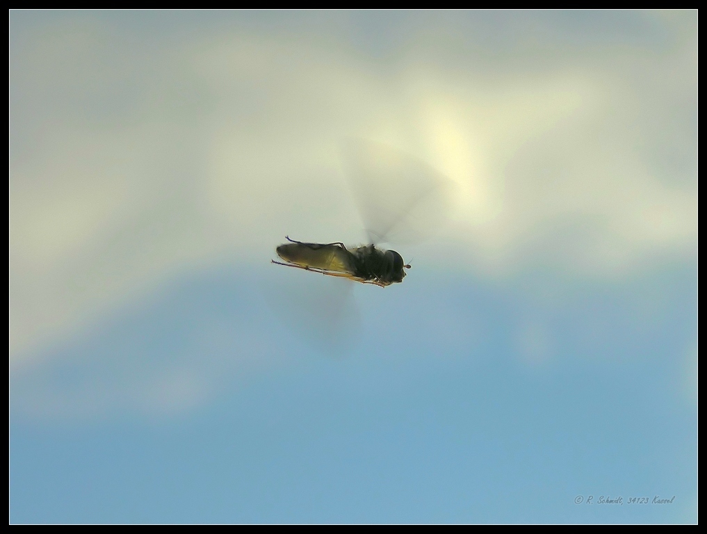 Hainschwebfliege - Episyrphus balteatus II