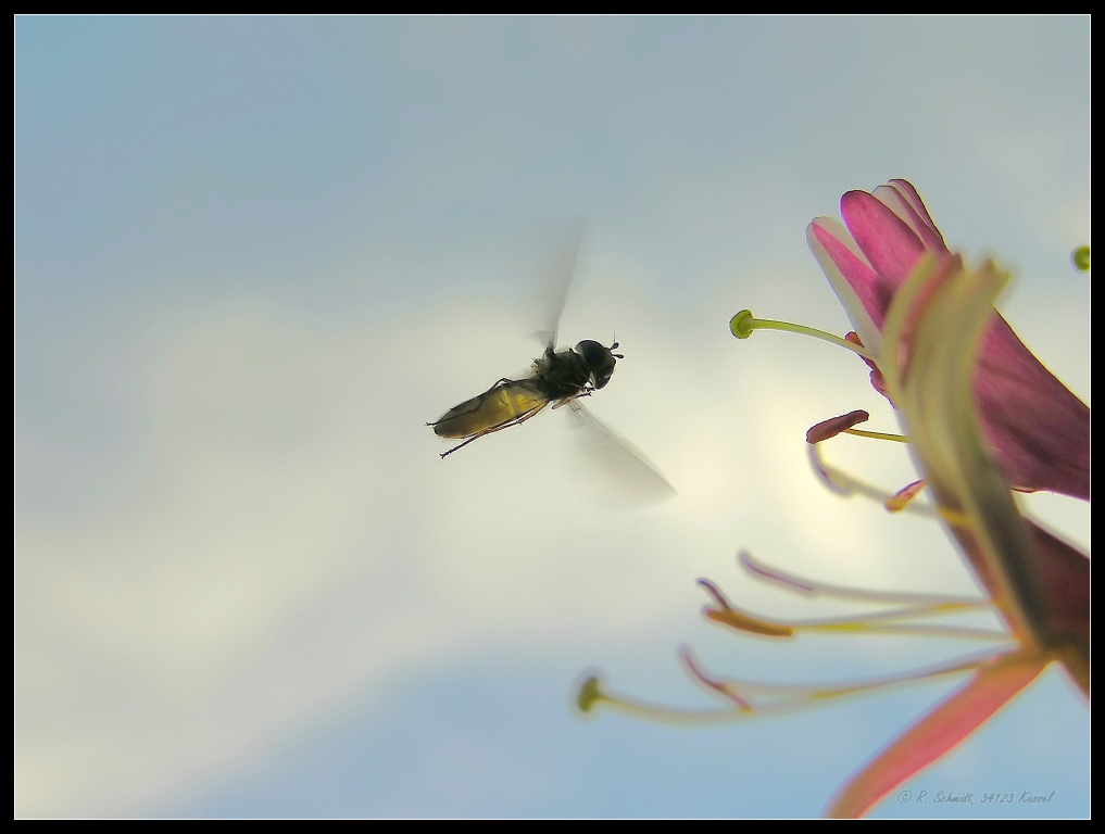 Hainschwebfliege - Episyrphus balteatus IV