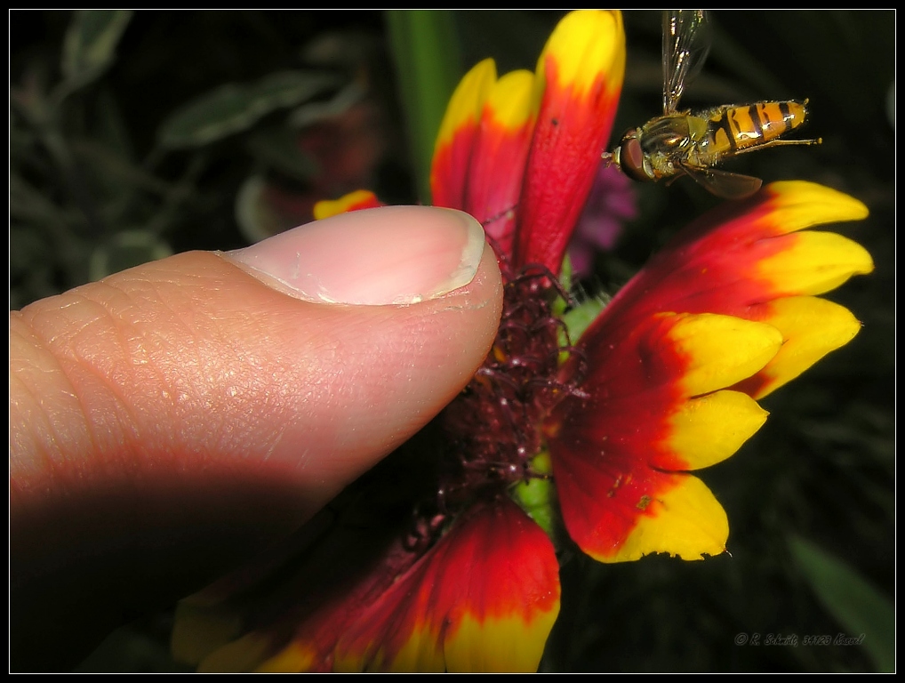 Hainschwebfliege - Episyrphus balteatus IX