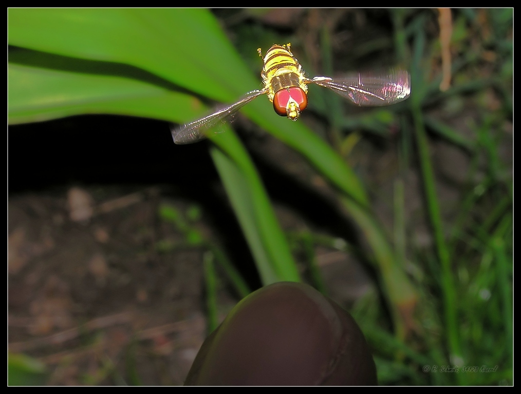 Hainschwebfliege - Episyrphus balteatus X