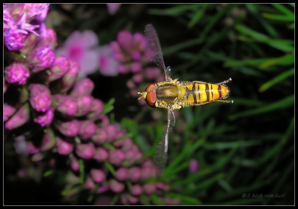 Hainschwebfliege - Episyrphus balteatus - Prachtscharte I