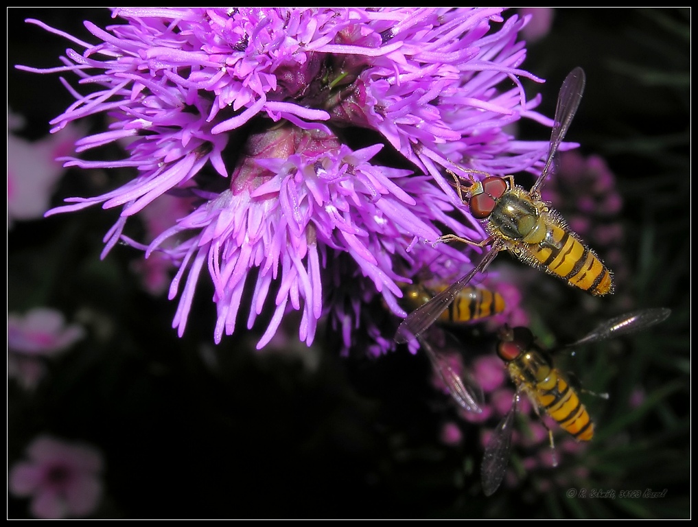 Hainschwebfliege - Episyrphus balteatus - Prachtscharte II