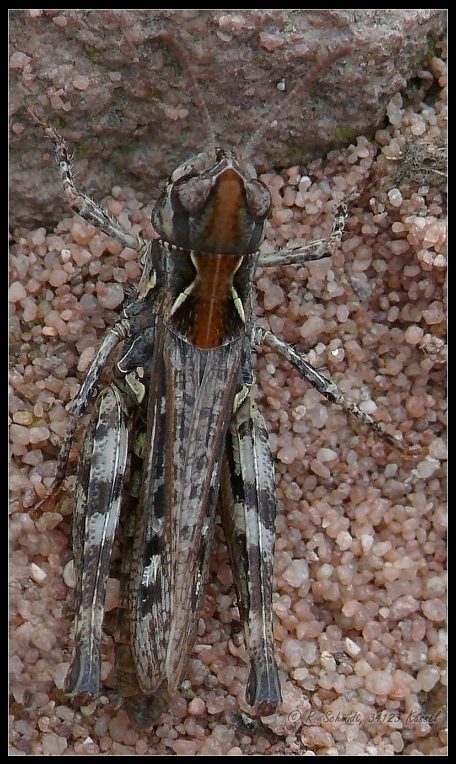 Heuschrecke