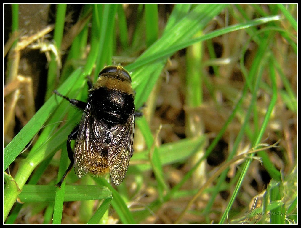 Hummelschwebfliege - Volucella bombylans