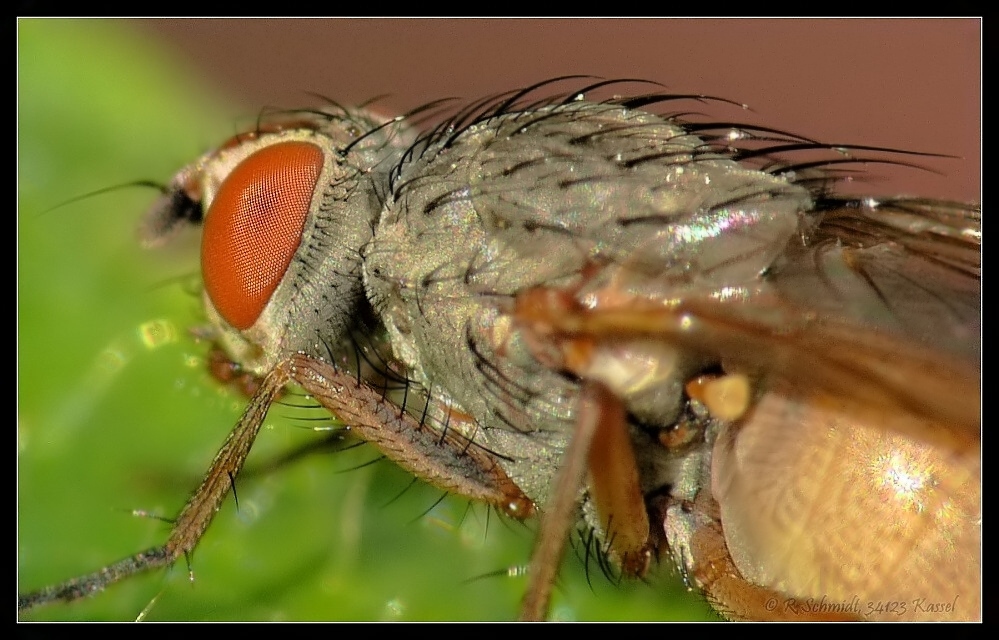 Fliege - facettenreich