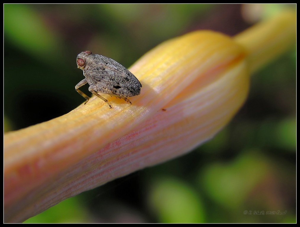 Käferzikade - Issus coleoptratus II