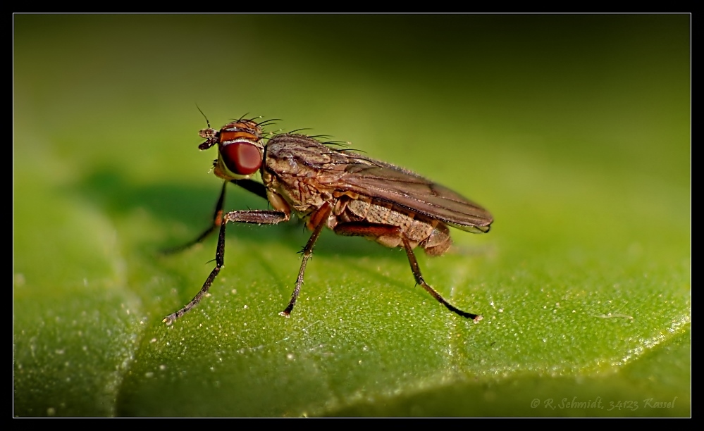 kleine Fliege II