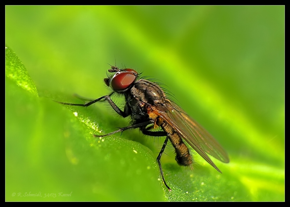 Kleine Fliege auf Blatt...