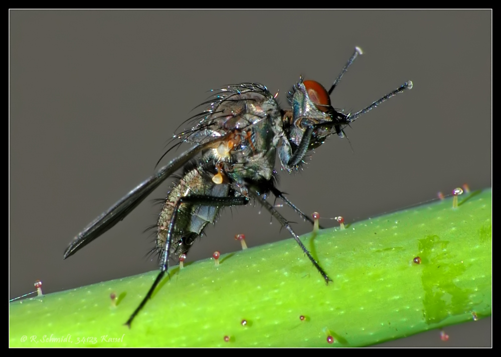 Kleine Fliege beim Putzen