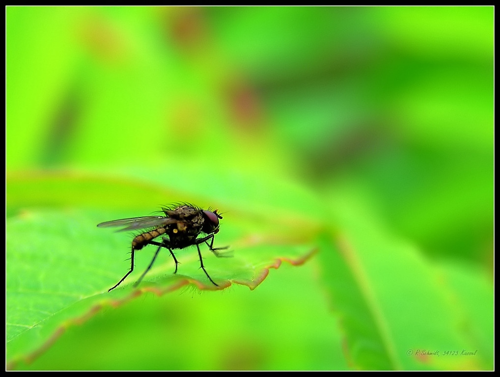 Kleine Stubenfliege - Fannia canicularis