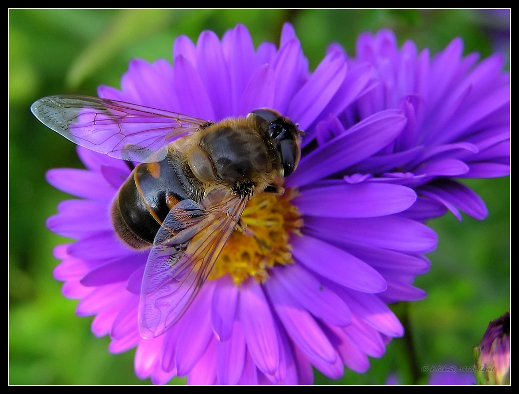 Mistbiene auf Aster