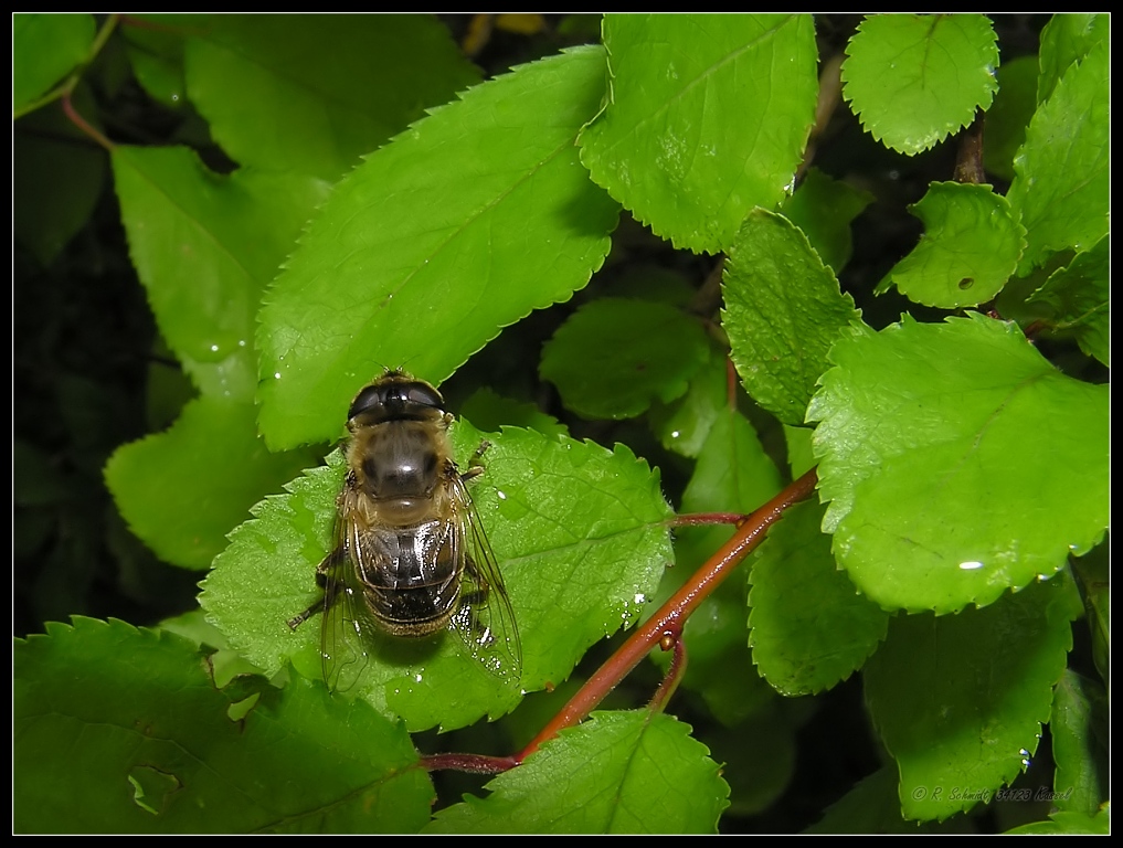 Mistbiene - Eristalis tenax