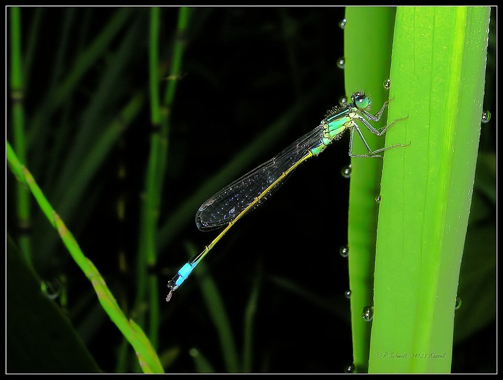 Pechlibelle - Ischnura elegans