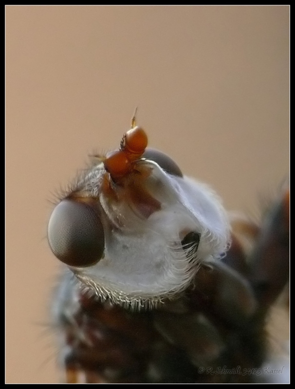 Portrait einer Bärtigen
