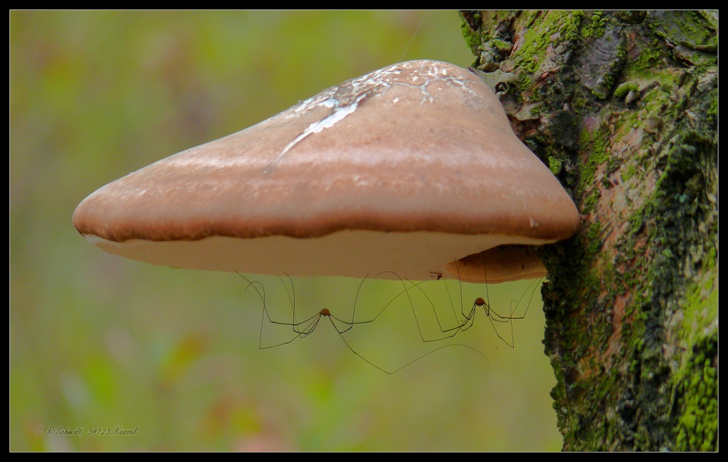 Regenschirm fuer Langbeine