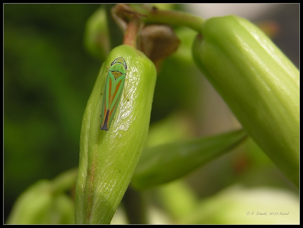 Rhododendronzikade III - Graphocephala fennahi