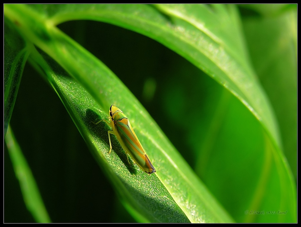 Rhododendronzikade IV - Graphocephala fennahi