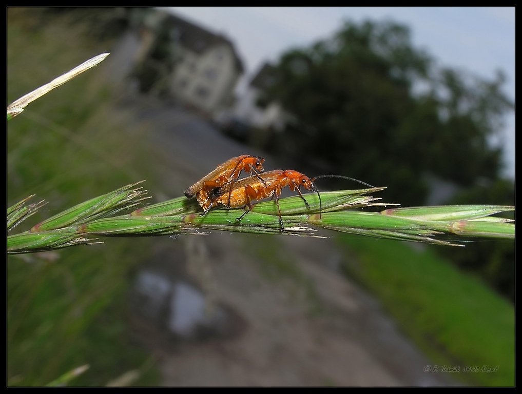 Rote Weichkäfer - Rhagonycha fulva - bei der Paarung