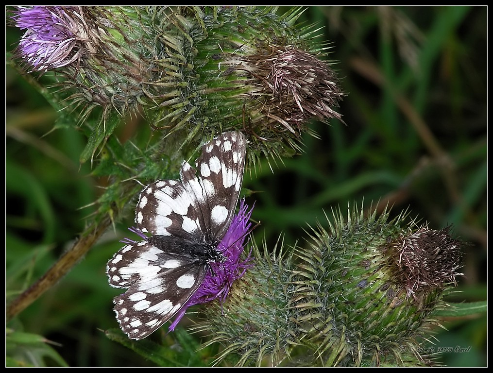 Schachbrettfalter - Melanargia galathea