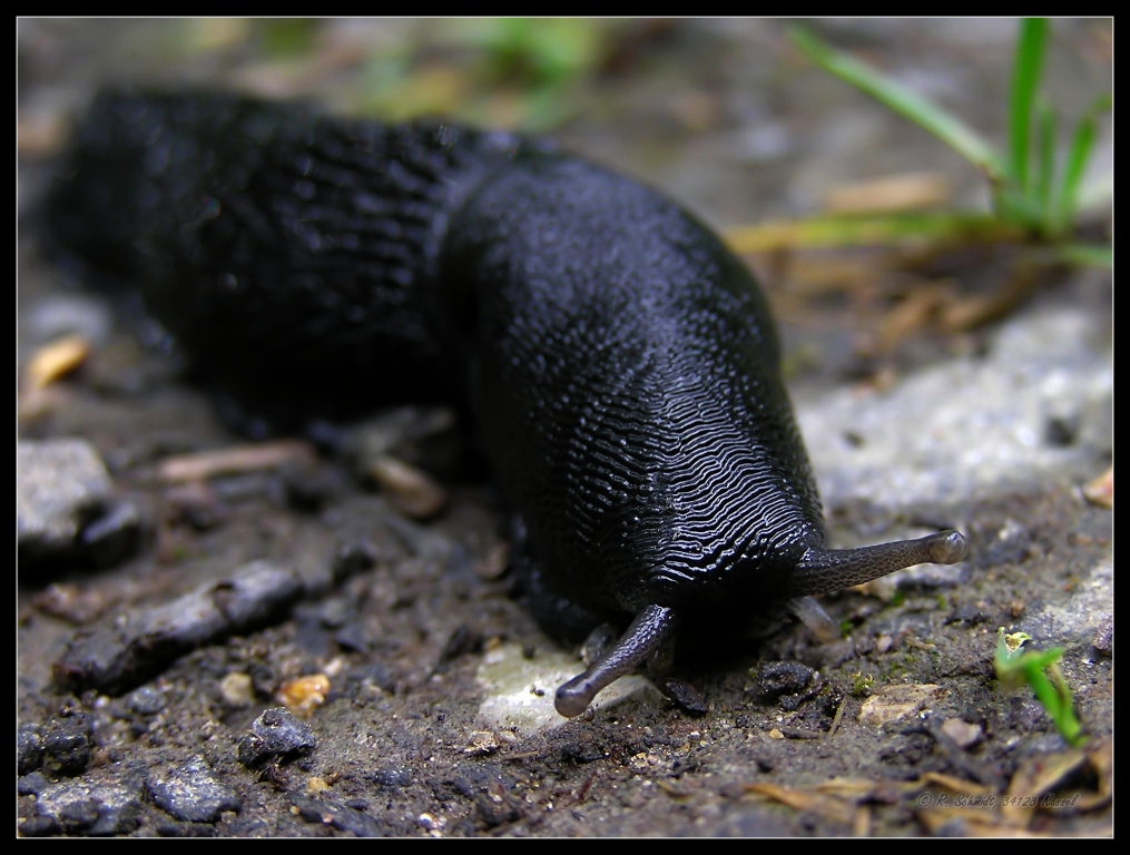 Schwarzer Schnegel I - Limax cinereoniger