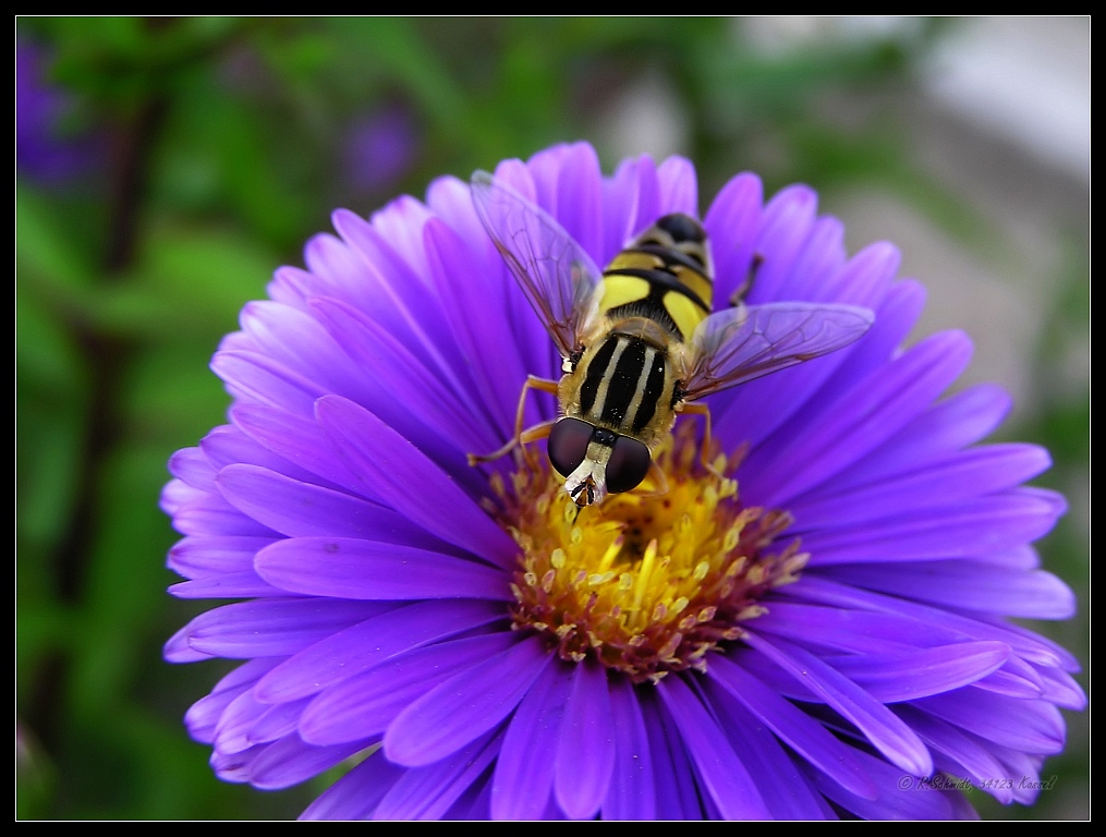 Schwebfliege IV - Helophilus pendulus - auf Aster