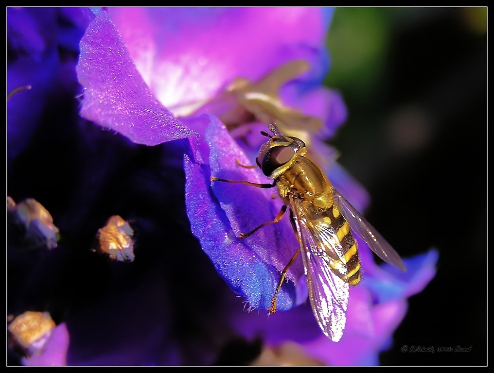 Schwebfliege II auf Rittersporn