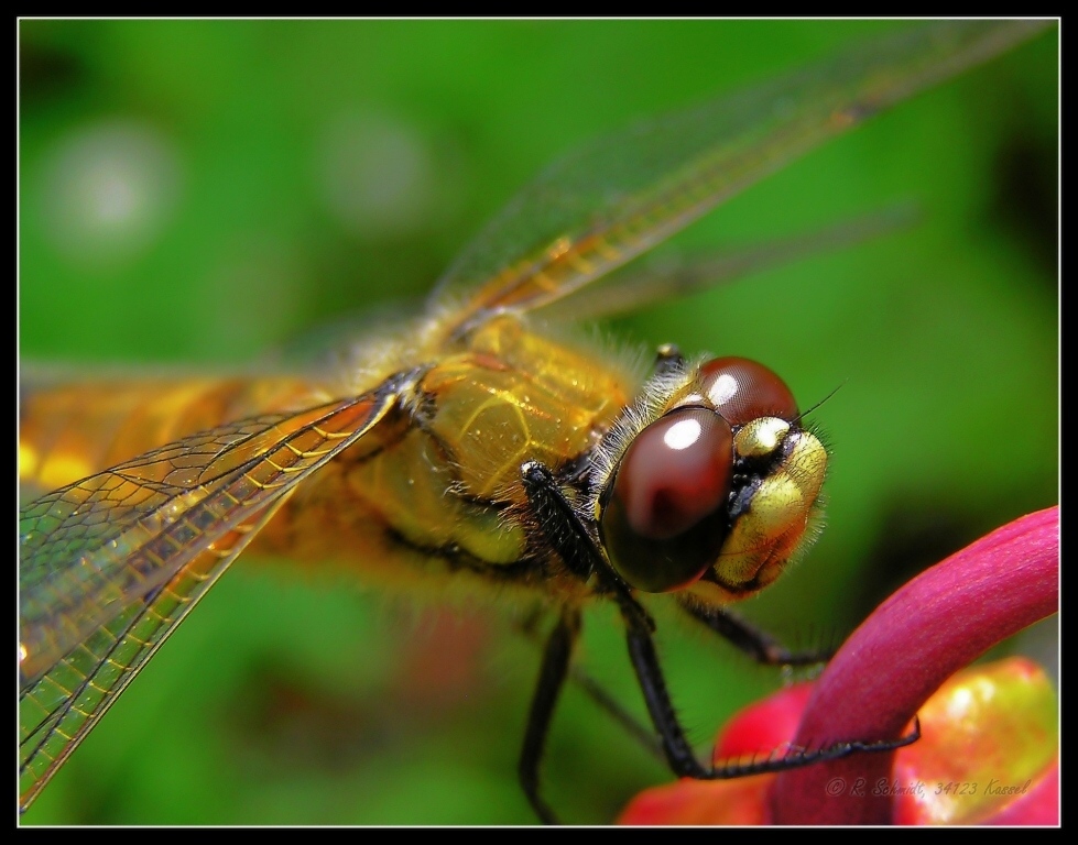 Vierflecklibelle I