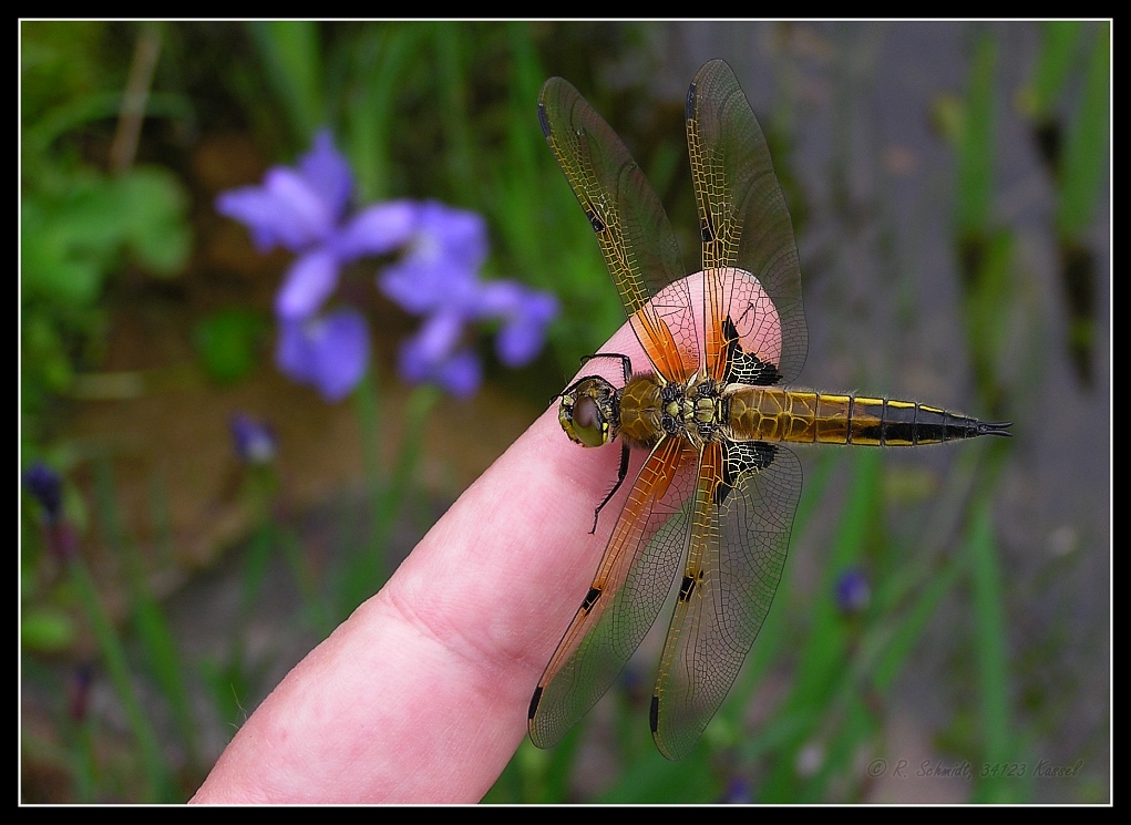 Vierflecklibelle II