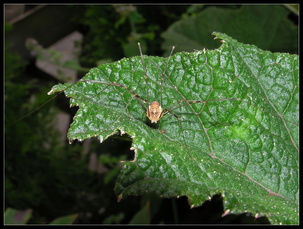 Weberknecht I - Opilio parietinus