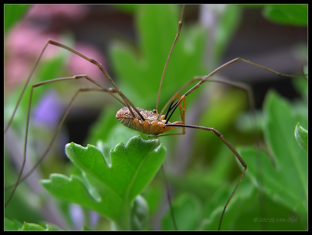 Weberknecht II - Opilio parietinus