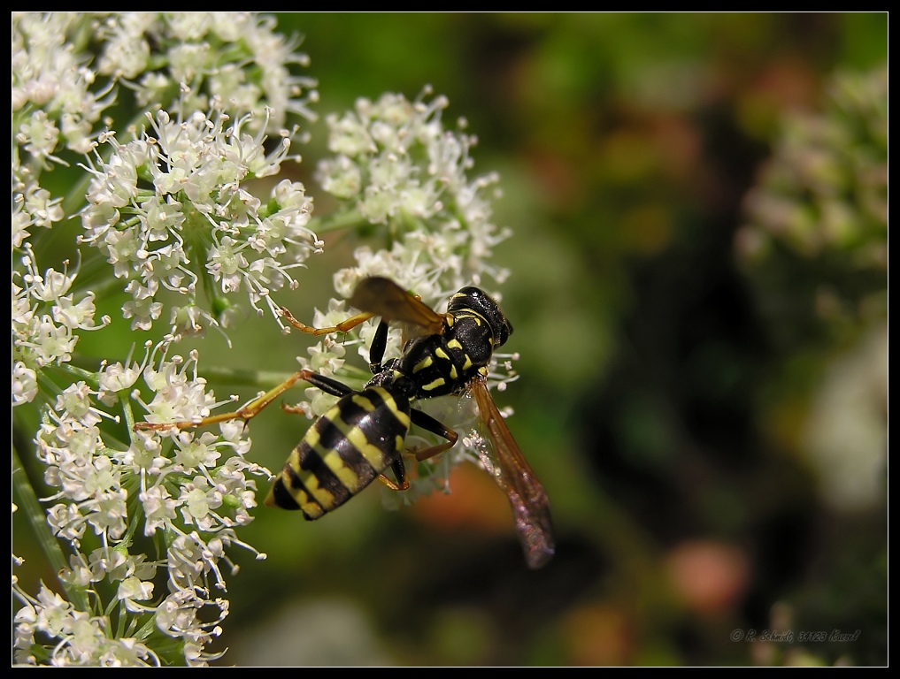 Wespe II auf Doldenblüte