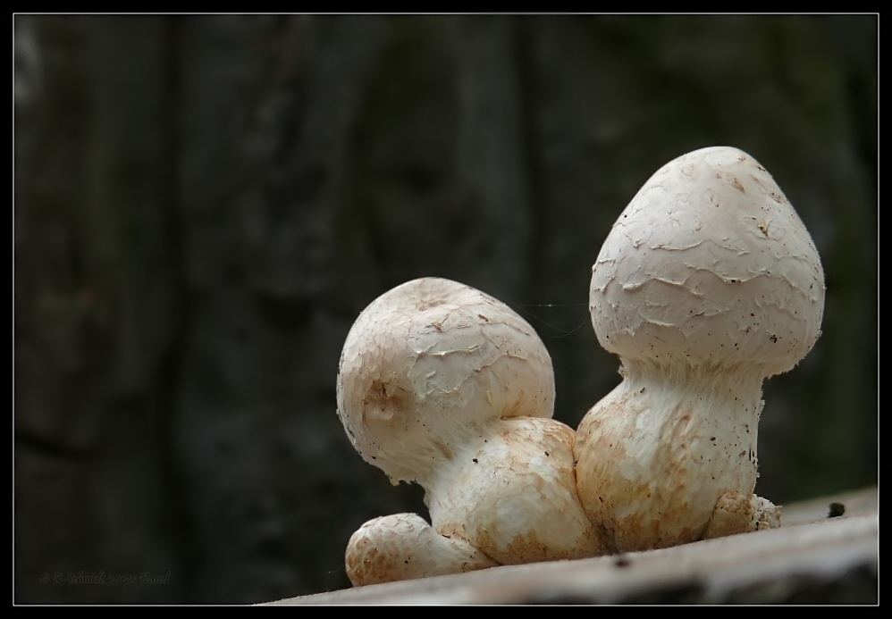 Pappel Schüppling - Pholiota populnea - Familie Pilz