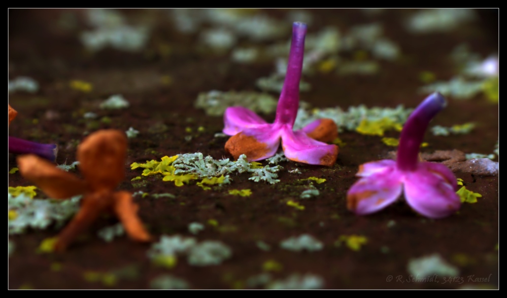 Fliederblüten und Flechten