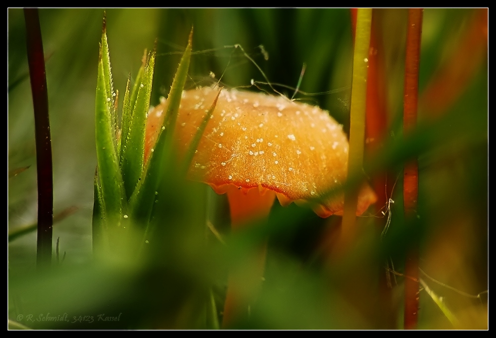 Pilzlein im Moos III