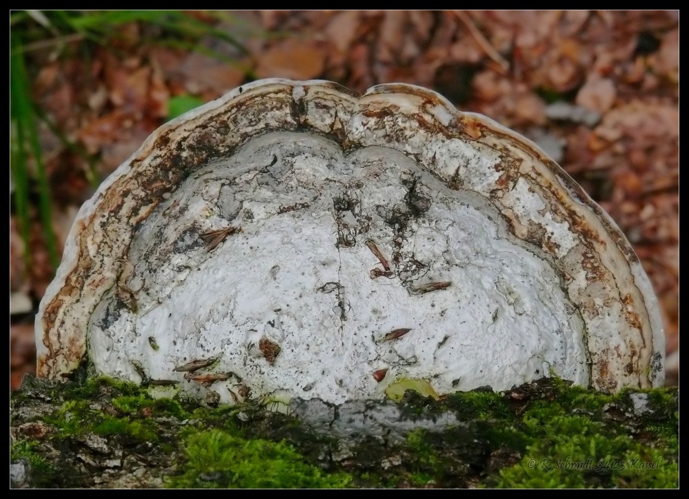 Zunderschwamm von oben II - Urwald Sababurg