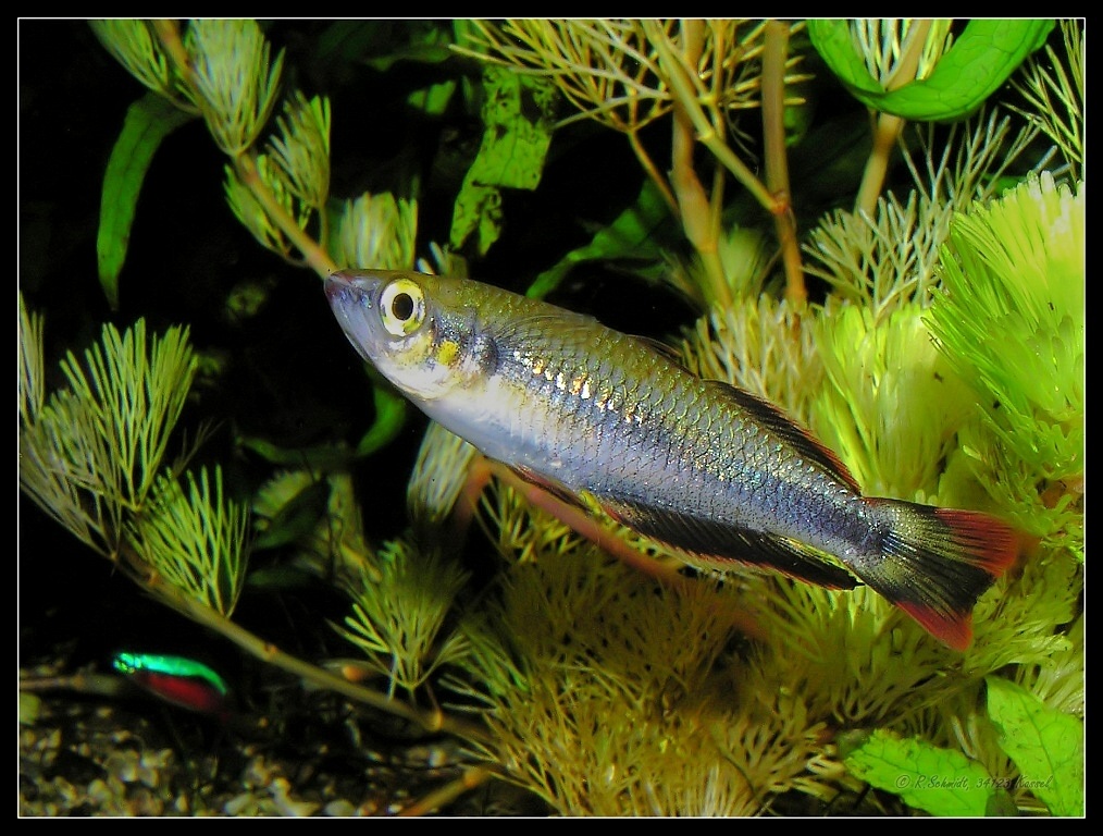 Ährenfisch - Bedotia geayi