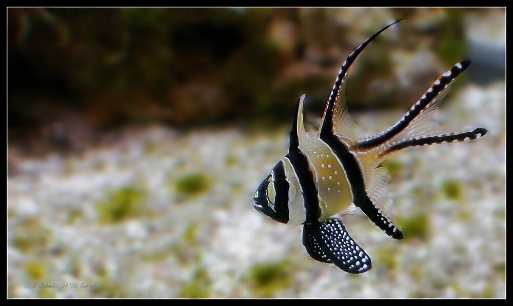 Banggai-Kardinalbarsch