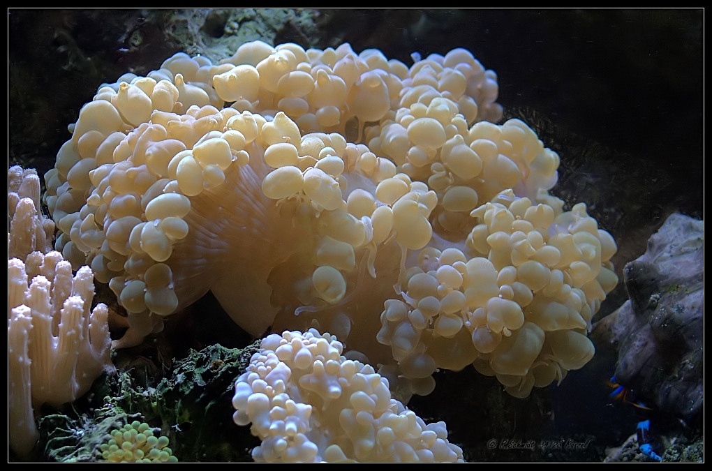 Blasenanemone